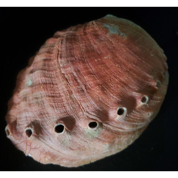 Vintage Large Red Abalone Shell Exquisite Specimen 7.5" Long X 6" Wide X 2" High - Picture 9 of 10